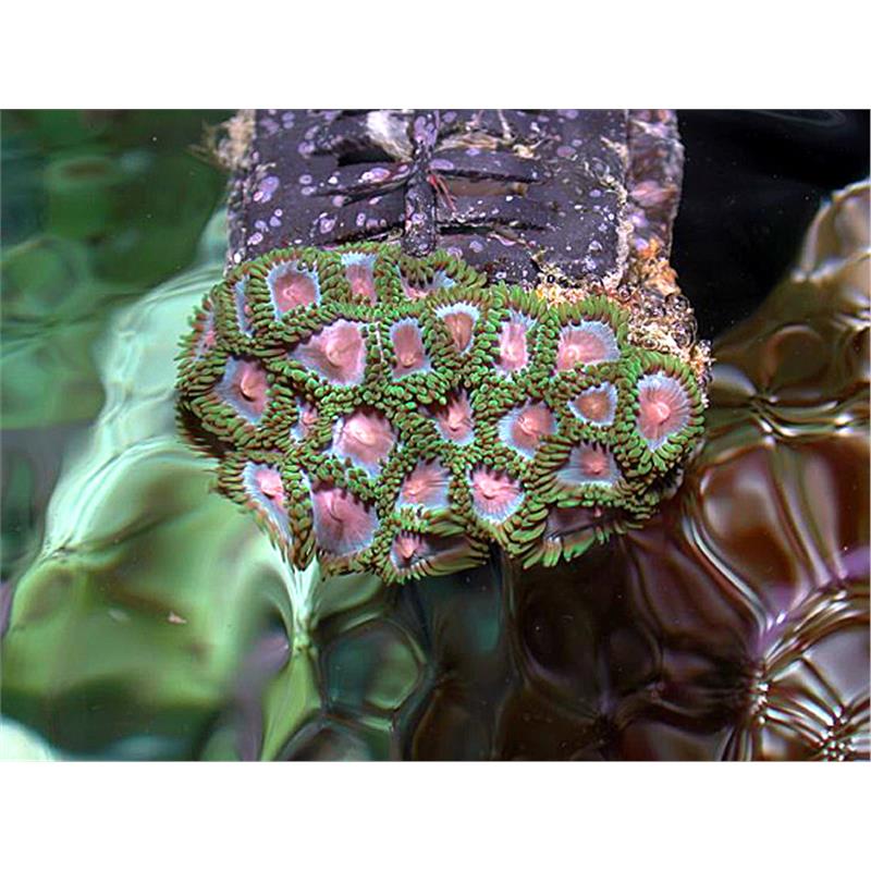 Zoanthus sp. Pink - imagine 5